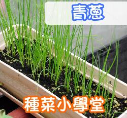 種菜小學堂-青蔥 花園夢想家