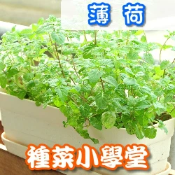 種菜小學堂-薄荷養成盆栽 peppermint