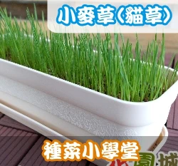種菜小學堂-小麥草(貓草) 7~10天養成