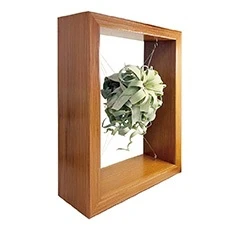 植物寶盒-四方展示框 苔球擺飾