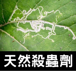 藻無影殺蟲劑 繪圖蝇蚜蟲粉蝨薊馬小黑飛（強效配方矽藻土）