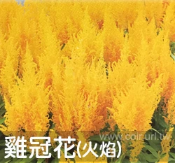 雞冠花-火焰 黃