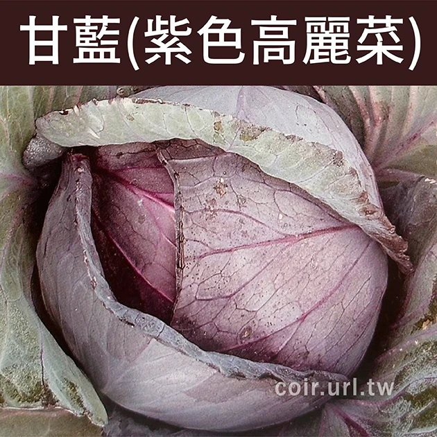 甘藍(紫色高麗菜)種子Cabbage