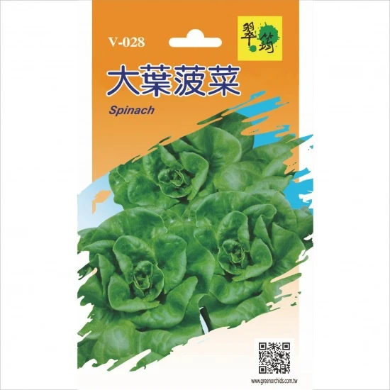 大葉菠菜Spinach~種子