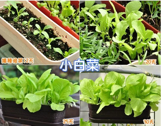 小白菜種子