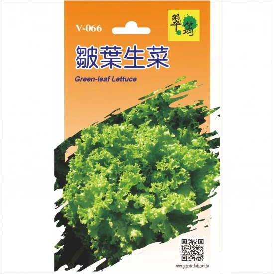 皺葉生菜(皺葉萵苣)Green-leaf Lettuce~種子