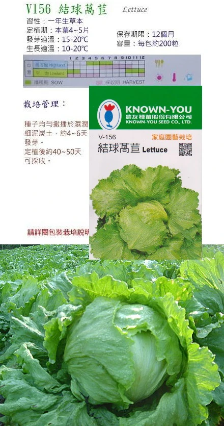 結球萵苣~Lettuce~種子