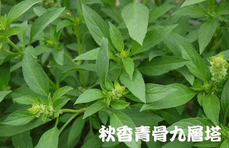 秋香青骨九層塔(羅勒)白骨九層塔