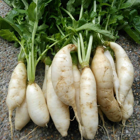 白玉蘿蔔種子