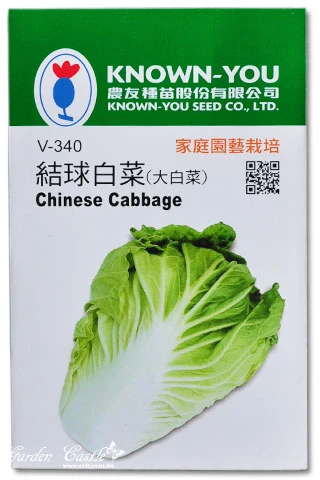 結球白菜(山東大白菜)~Chinese Cabbage