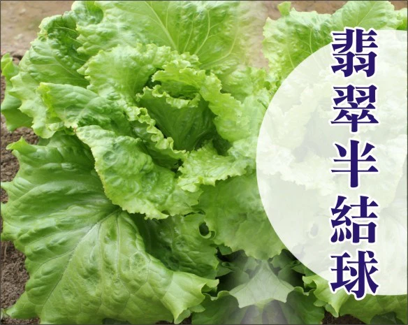 「生菜王」翡翠半結球萵苣種子~約60粒
