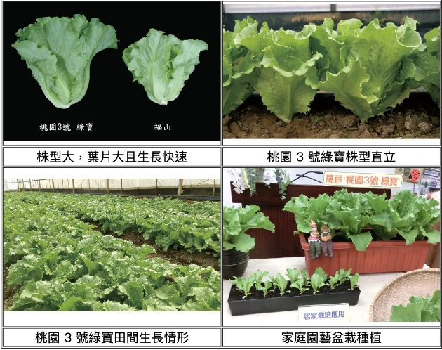 桃園3號-綠寶萵苣種子（綠天使萵苣）