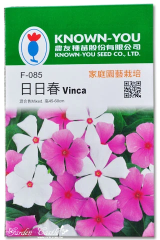 日日春~混合色~Vinca(高45~60cm)