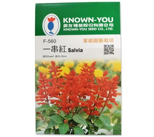 一串紅-矮~Salvia