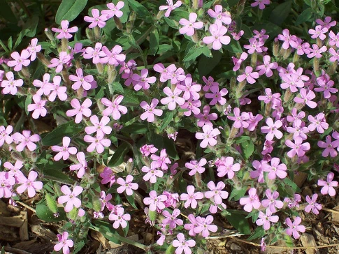 肥皂草~Soapwort