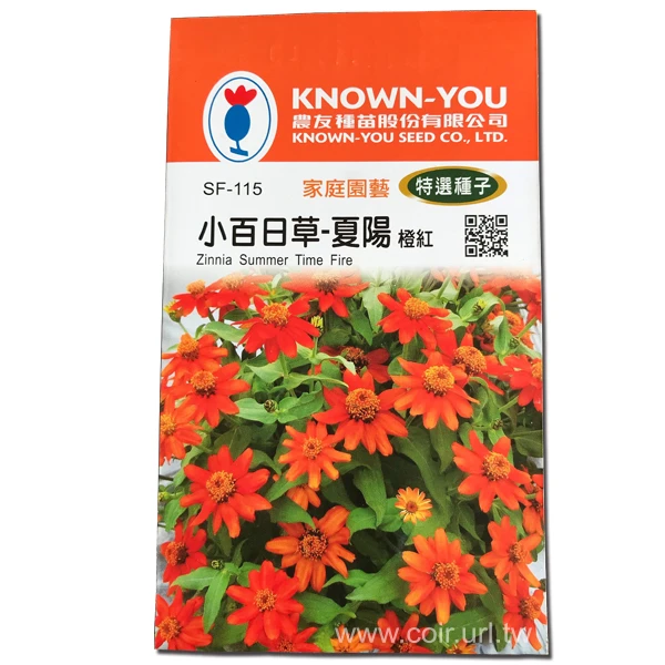 小百日草種子 夏陽 橙紅