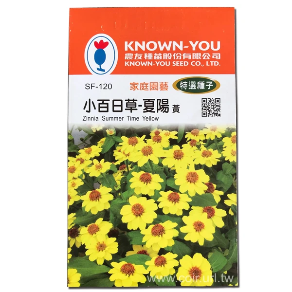 小百日草種子 夏陽 黃