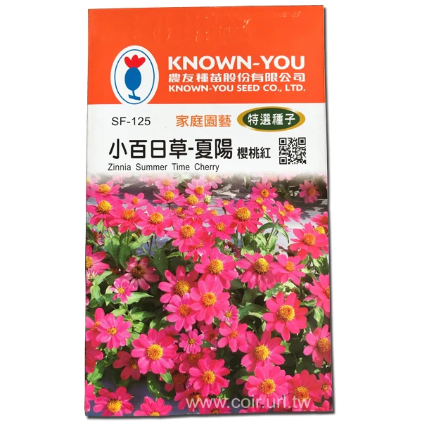 小百日草種子 夏陽 櫻桃紅