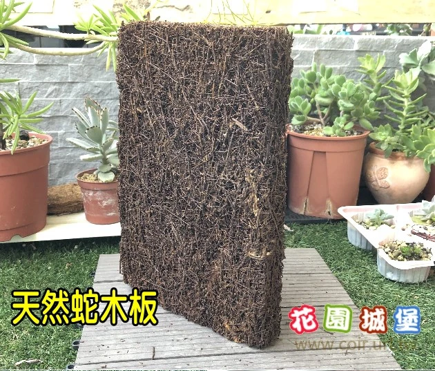 天然蛇木板「20x30cm」嚴選級蕨植板 蘭花