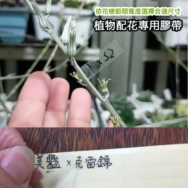 植物配花專用膠帶 育種標籤名牌 600條