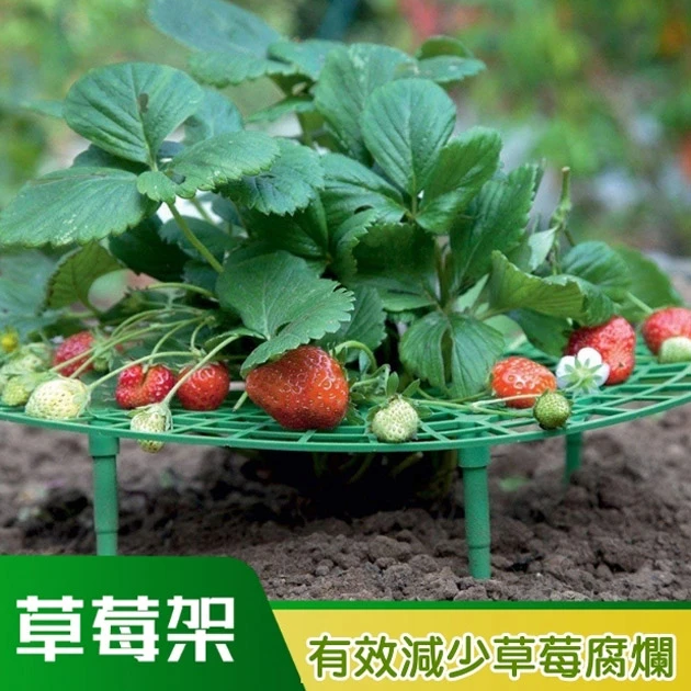 草莓架高墊 草莓墊防爛果 果實支撐架