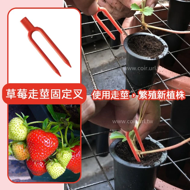 草莓走莖固定叉（壓蔓器 草莓叉）