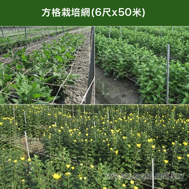 方格栽培網(6尺x50米)6寸孔目(花卉、甜椒網)