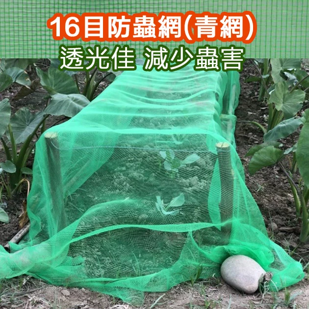 16目防蟲網(青網)-綠色