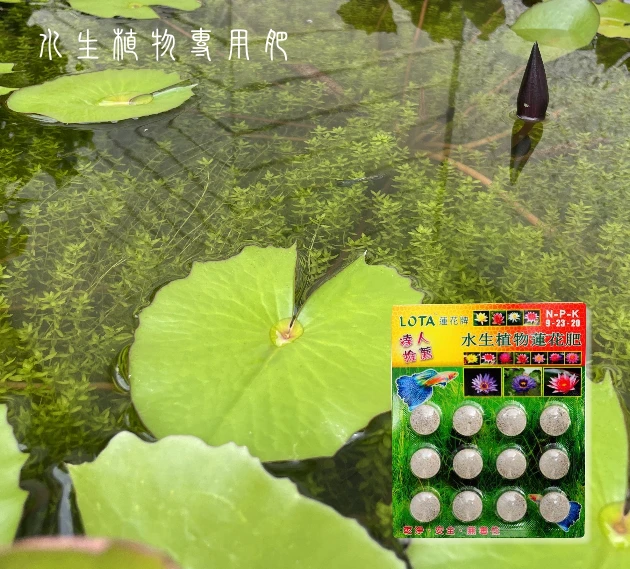 蓮花牌水生植物蓮花肥(9-23-20)-12錠裝 緩釋肥片