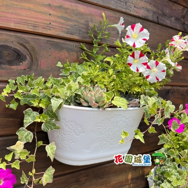 1尺2(37cm)高級壁盆 壁掛花盆 附底網