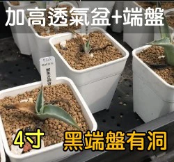 【超值組】整理端盤+白色4寸多肉堡加高透氣四方盆組合