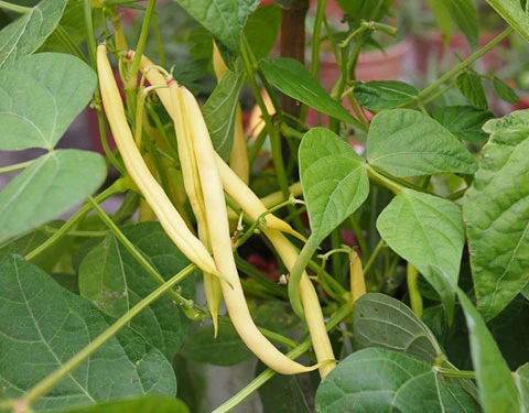 黃金四季豆種子(菜豆)