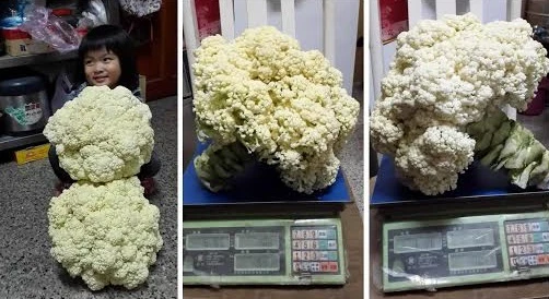 巨大花椰菜種子(白)