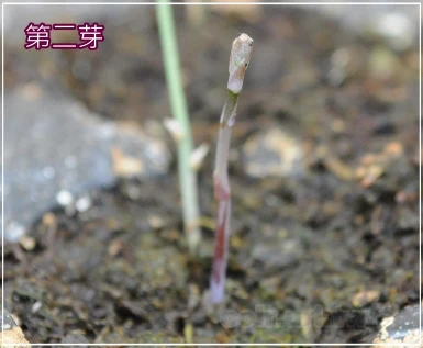 美國皇后甜紫蘆筍種子