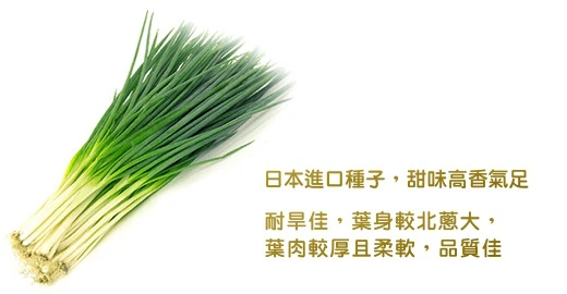 日本四季蔥種子 京都九條蔥