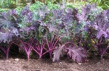 俄羅斯紅甘藍種子(紅芥蘭.紅芥藍)