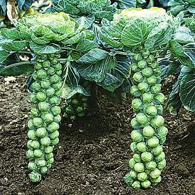 孢子甘藍(Brussel Sprout)抱子甘藍