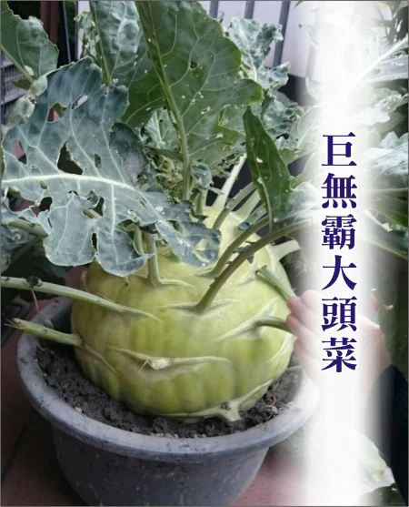 巨無霸大頭菜種子(球莖甘藍)