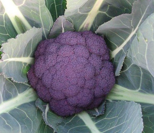 紫色花椰菜種子