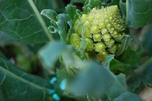 鑽石花椰菜種子(羅馬花椰菜cavolfiore romano)