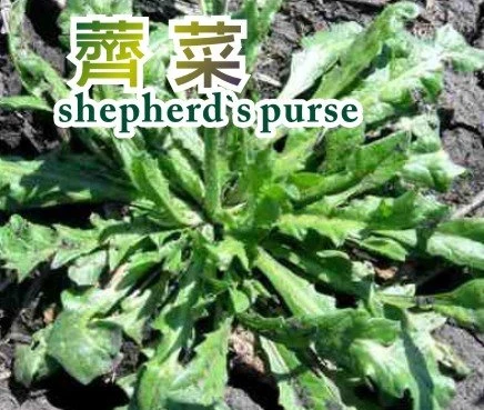 薺菜種子