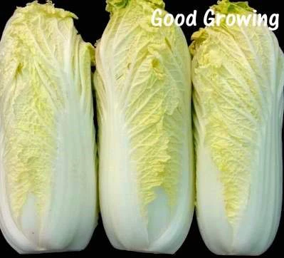 日本娃娃菜種子(Baby Cabbage)