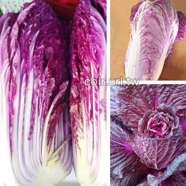 紫色包心大白菜種子