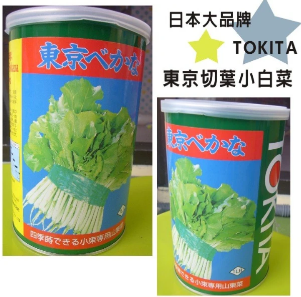 日本切葉小白菜種子