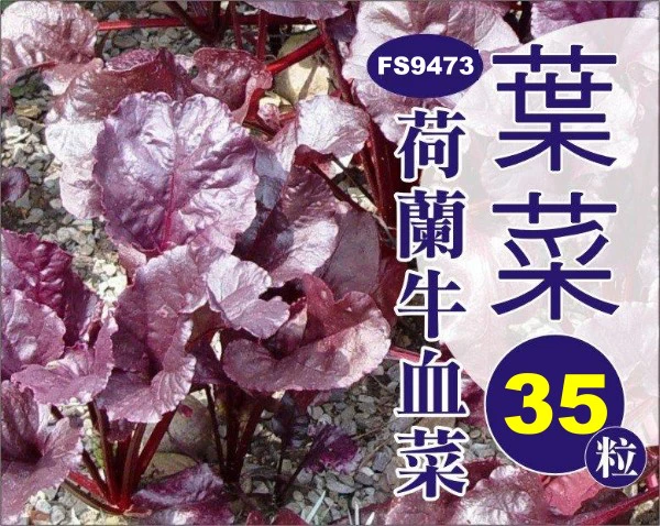 荷蘭牛血菜種子～紅酸模生食沙拉（約35粒）