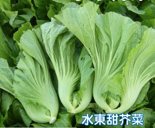 水東甜芥菜種子（約300粒）