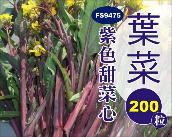 紫色甜菜心種子（約200粒）