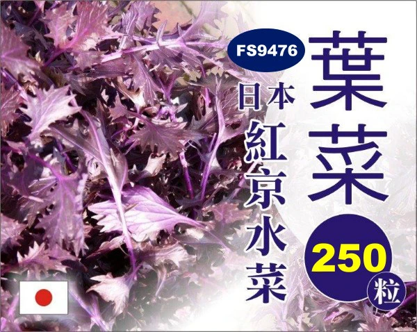 日本紅京水菜種子（約250粒）