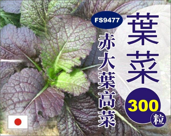 日本赤大葉高菜 (大葉芥菜)種子~約300粒