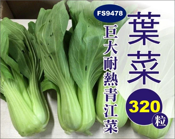 巨無霸耐熱青江菜種子（約320粒）